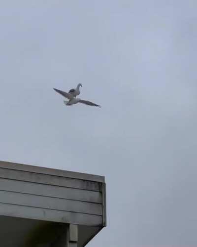 Bird riding another bird in flight