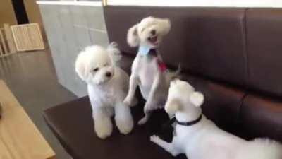 Dog calms down a heated argument