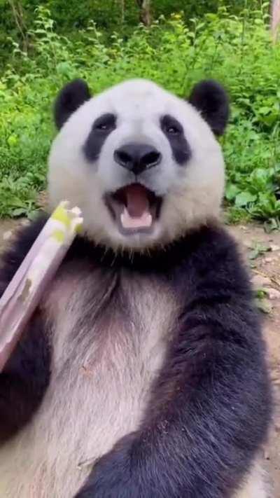 Panda crunching on some bamboo