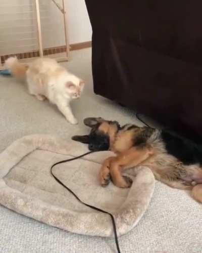 Cat is not sure what it just found.