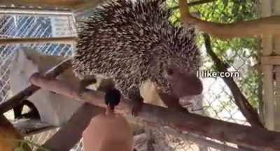 An interview with Boris