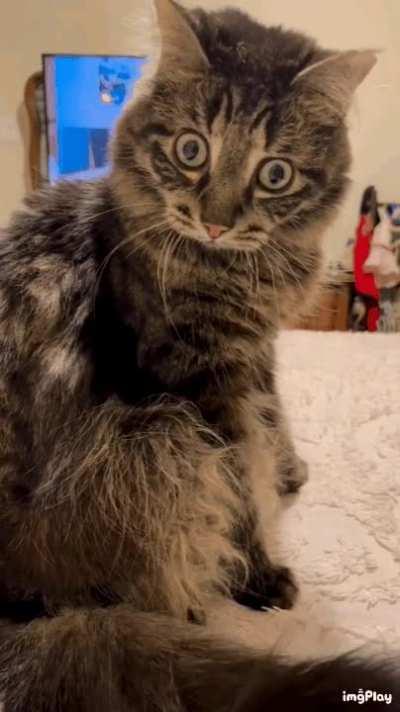 Don't touch me Human!