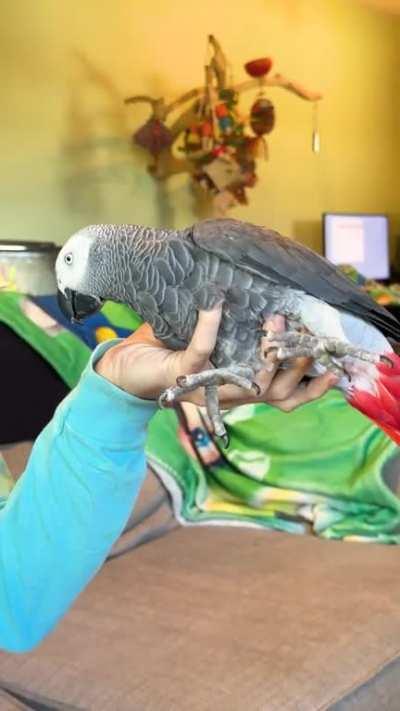 Step 1, Grab the bird