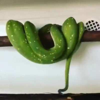 How a snake makes its bed