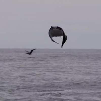 Manta Ray flies out of the water to compete with the bird..