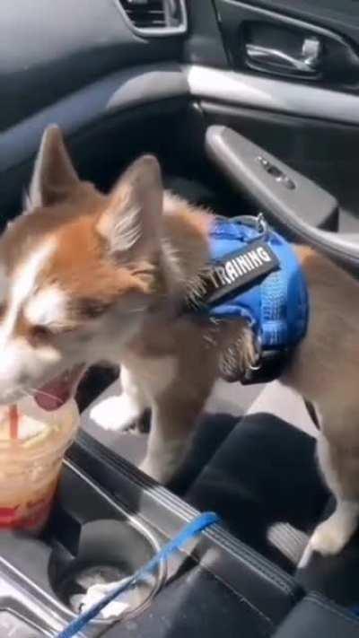 Derpy McGoodBoi has mastered the techniques of theatrics