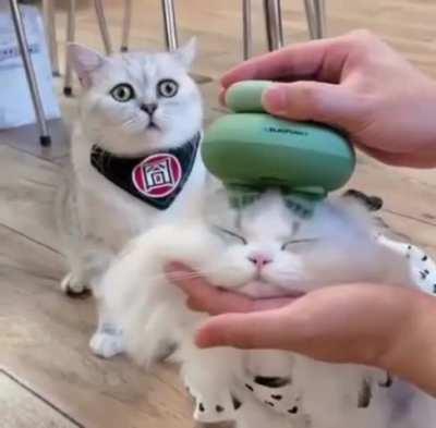 What sorcery is this? - Cat in the back, probly