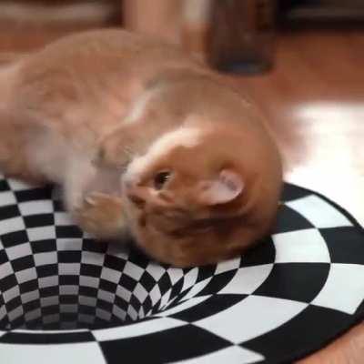 Can cats see optical illusions?