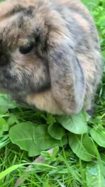 Just helping mum mow the lawn.