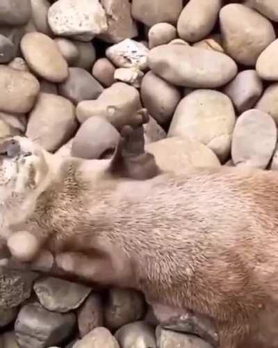 Otter playing with a stone… adorable.