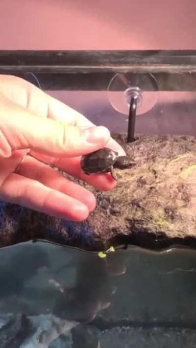 My baby Eastern Musk Turtle! She’s so adorable!!