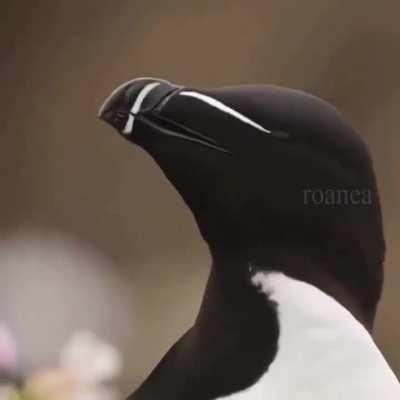 Razorbill birds have a very unique appearance 