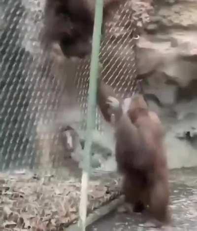 Monky domestic violence