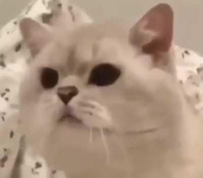 Wunk.exe has stopped working