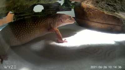 “Mom help! My food ran away”