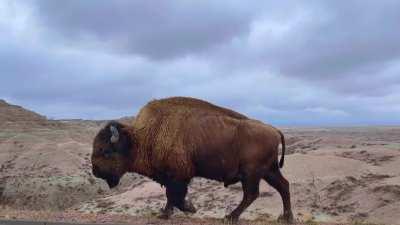 Incredible shot of a bison in Badlands National Park