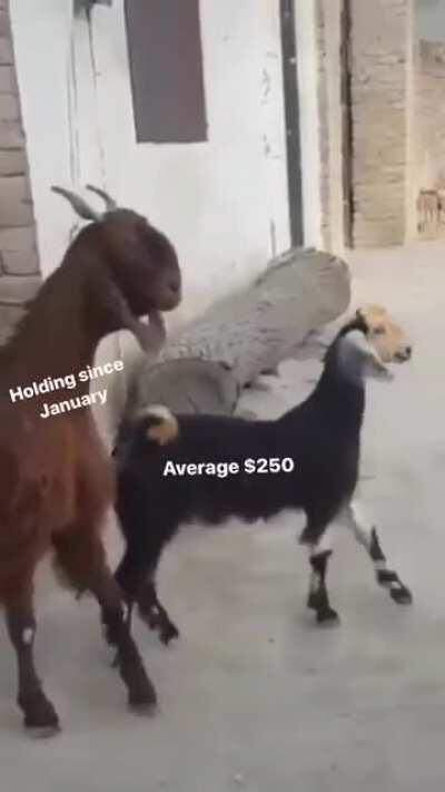 Price doesn’t matter, I’m not fucking selling! 💎🤲🚀 i like the stock!