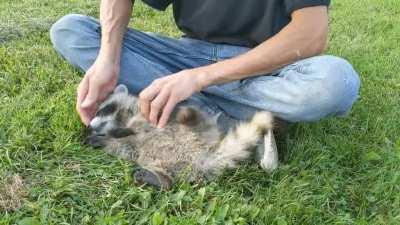 Oh, the scritches...