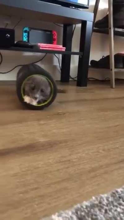 When cute turns into fear of getting stuck!