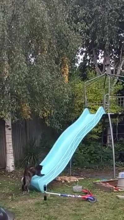 She can go up but she doesn't understand momentum