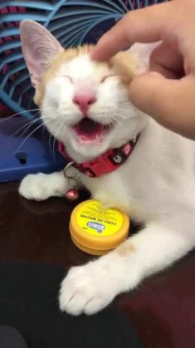 She looks like this emoji -> 😸