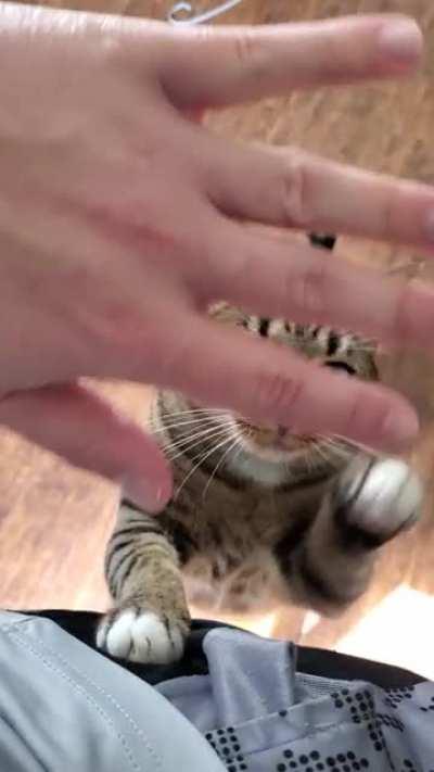 Always demanding pets when I'm working from home!