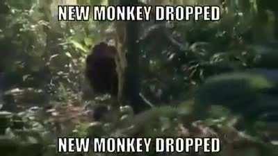 MONKEY