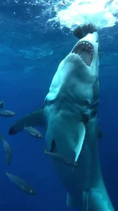 u/Cockmonster02 and u/StampyLongCok are both tripping, respectfully. The White Shark is the GOAT sea animal