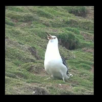 A seagull eating an entire rabbit