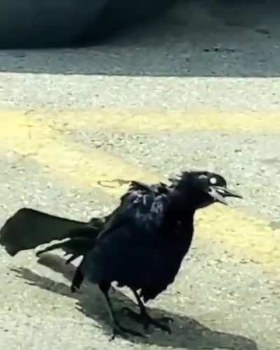 Cursed_Crow