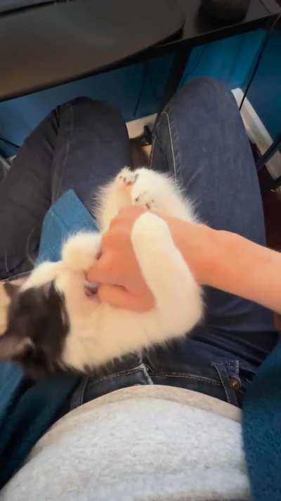 I stopped him from chewing wires and got bunny kicks for it