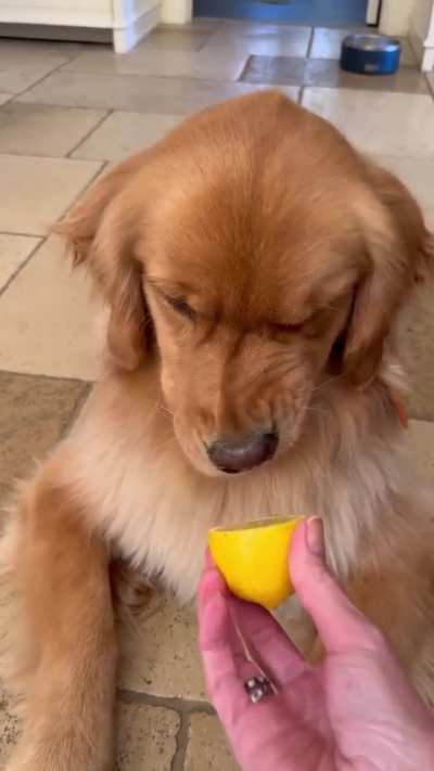 They say when life gives you lemons make lemonade, but Willow makes faces!