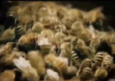 Buzz around and find out 