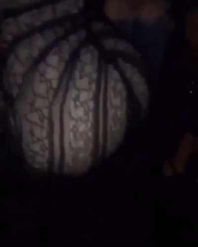 Mommy shakes it for you