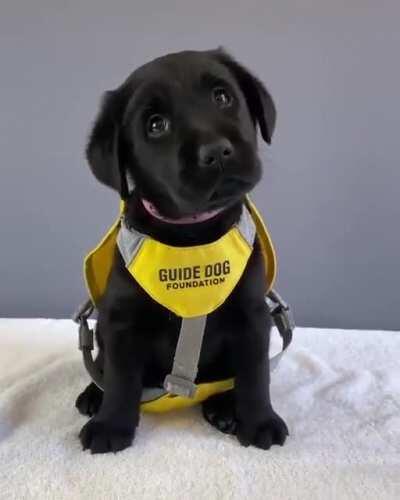 In training to help his future owner