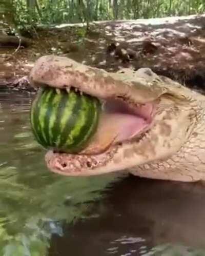 Time to pop the watermelon caw caw