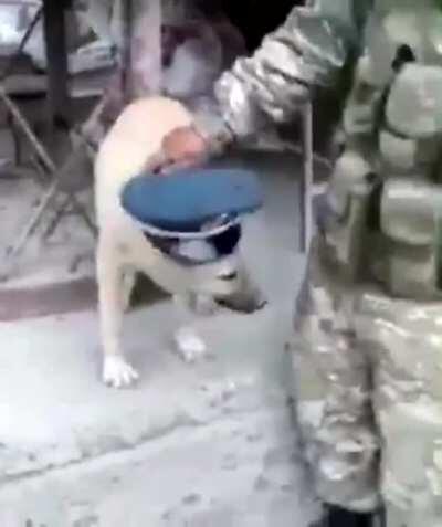 Azerbaijani soldiers put an Armenian military cap on a dog in Karabakh and call him Pashinyan ☺️😄