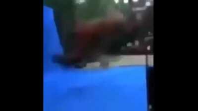 Cavalo por ednaldo pereira