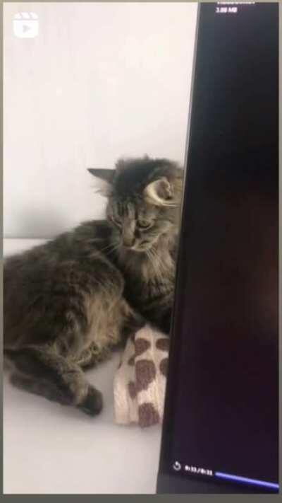 WCGW, Letting you cat roam near your PC