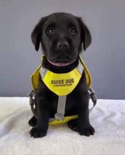 Employee Training Day! Good boy in training!