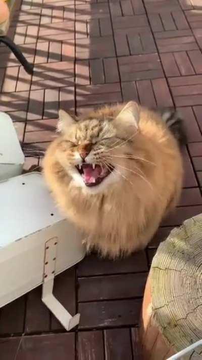 God-Tier Floof Chirp