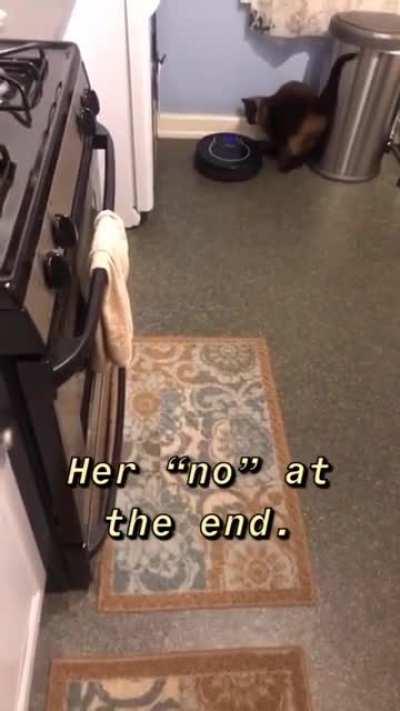 Our cat Misty likes to trap our Shark robot vacuum in corners just to be a dick.