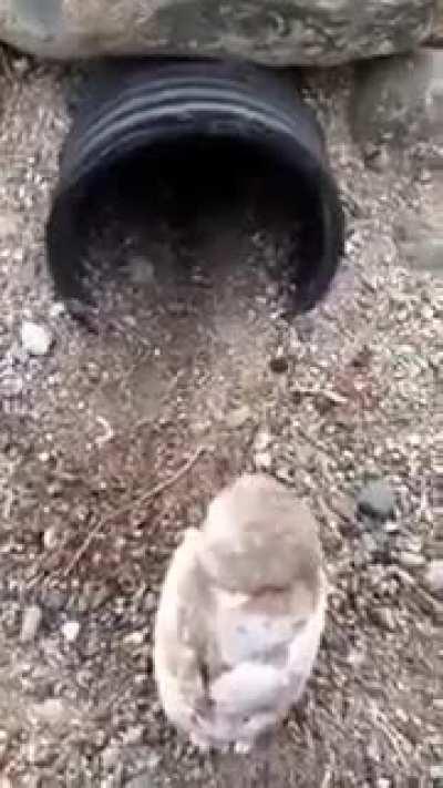 Conservationist releasing baby burrowing owls back into burrow