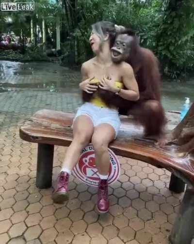 Monke brother is rejected by evil hooman