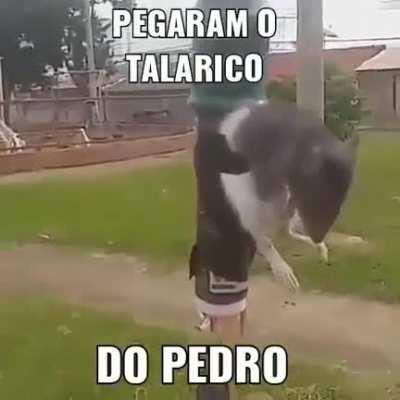 Pegamo ele