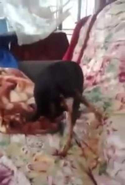 shhh be quite his molting