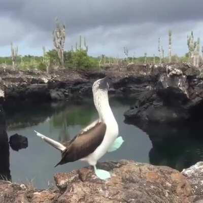 🔥 A Blue-footed Booby proudly showing off their very impressive feet 🔥