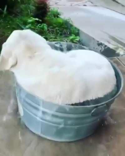 Собачья радость