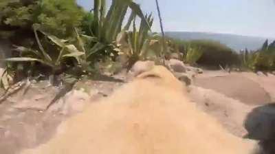 Happyyy doooggg :))))