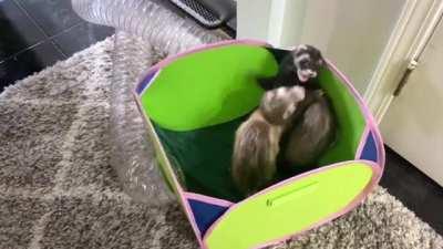 Ferret party gets unexpected visitor